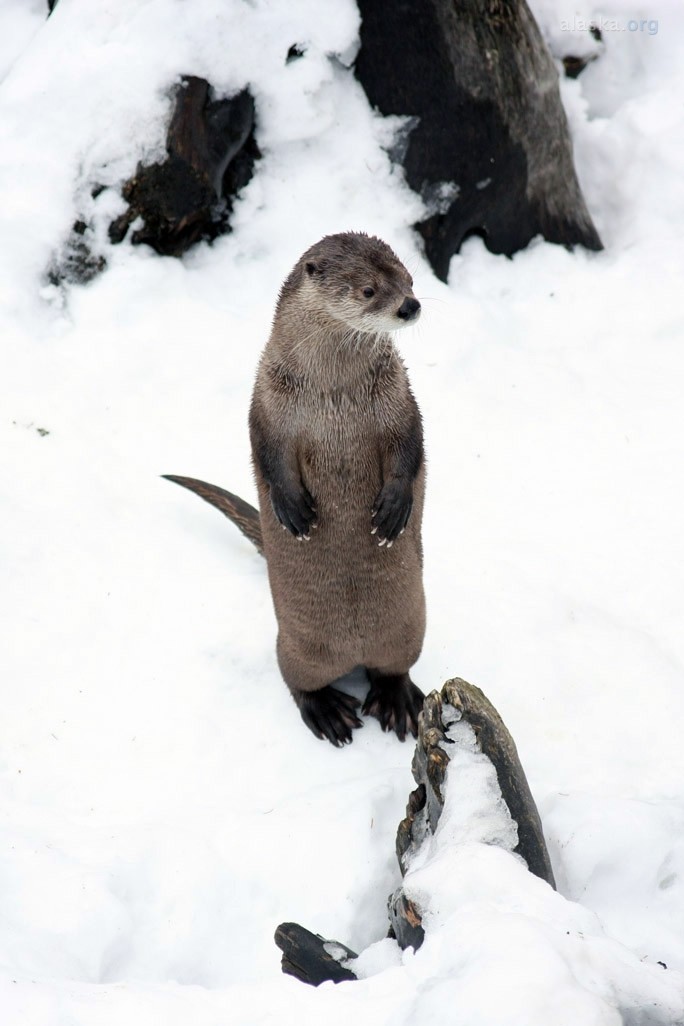 Harbor Seal / River Otter | ALASKA.ORG